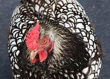 Raja yang Menikahi Putri Ayam 