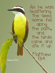 meaning of birds flying into your house 6