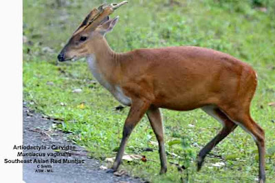 Muntjac rojo del norte (Muntiacus vaginalis)