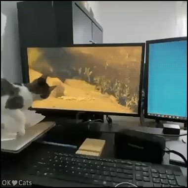 Funny Kitten GIF • Poor confused kitten does not understand. "But where did he go ?” [cat-gifs.com]