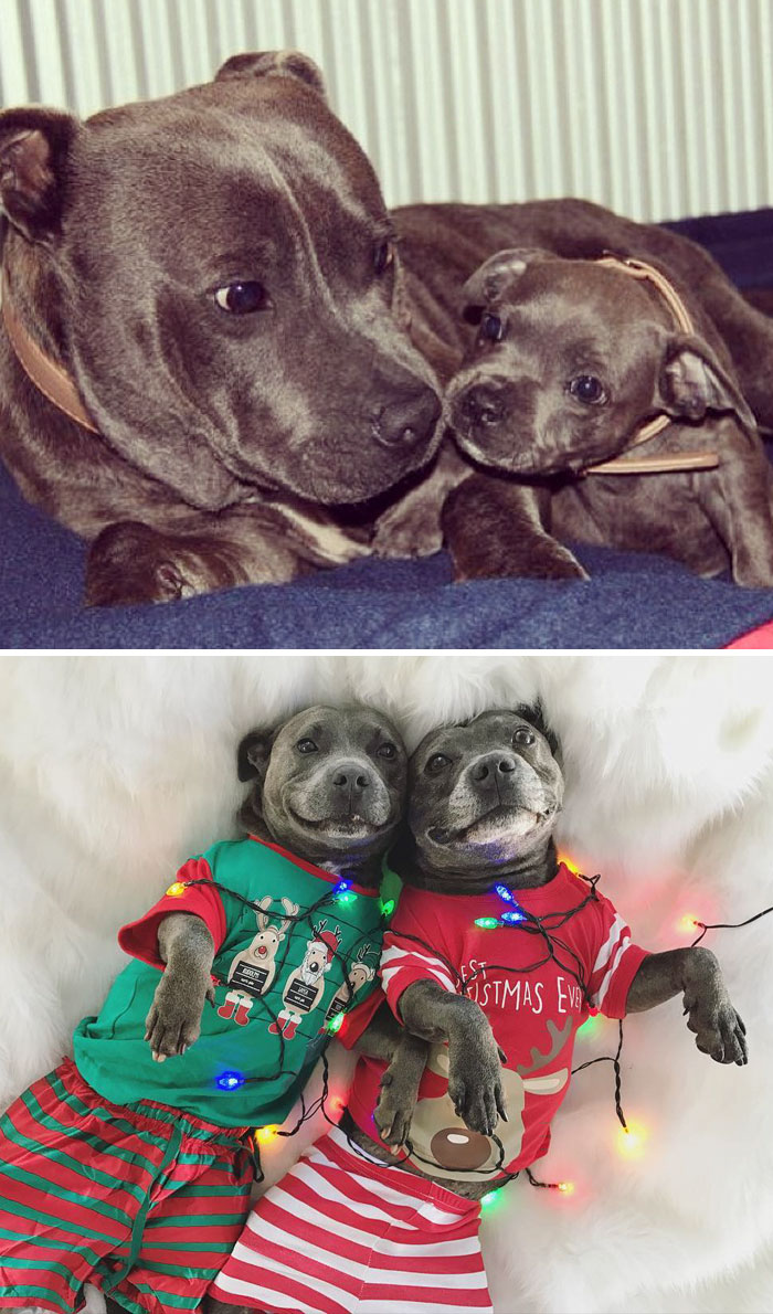 50 Heart-Warming Photos of Animals Growing Up Together - Adorable Pit Bulls Growing Up Together 50 Heart-Warming Photos of Animals Growing Up Together - Adorable Pit Bulls Growing Up Together