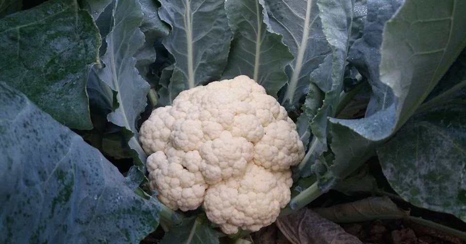 Cultivation of Cauliflower