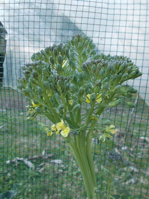 Quando coltivare i broccoli in un orto biologico Quando coltivare i broccoli in un orto biologico