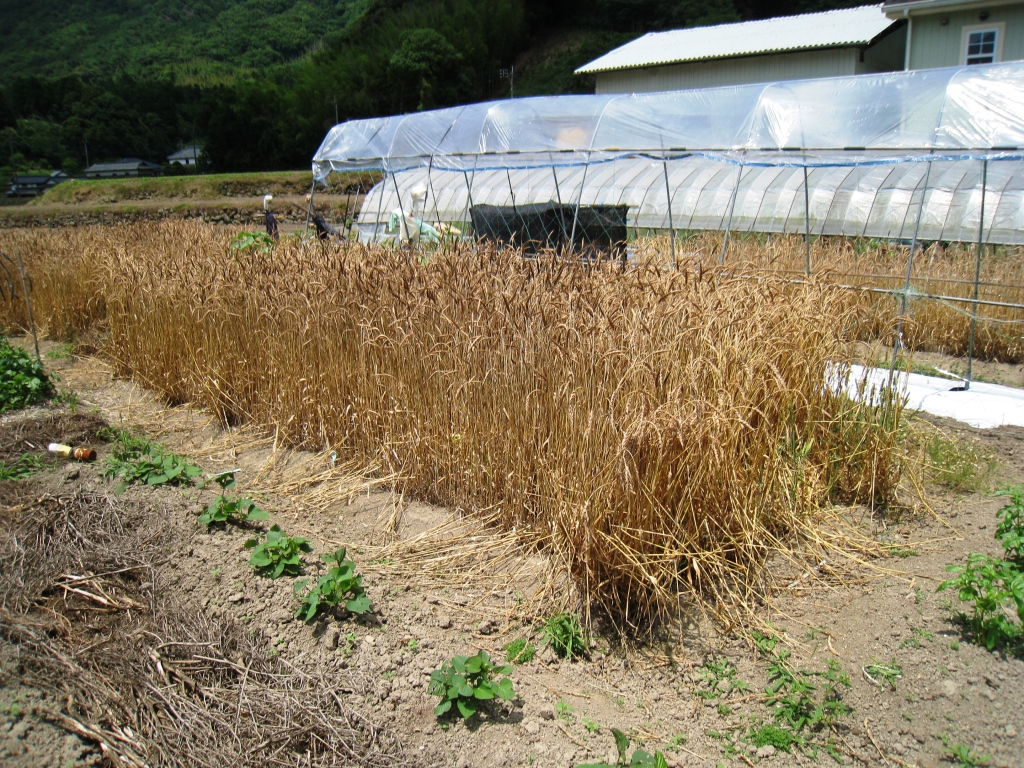 Life in Rural Japan Wheat harvest year 3