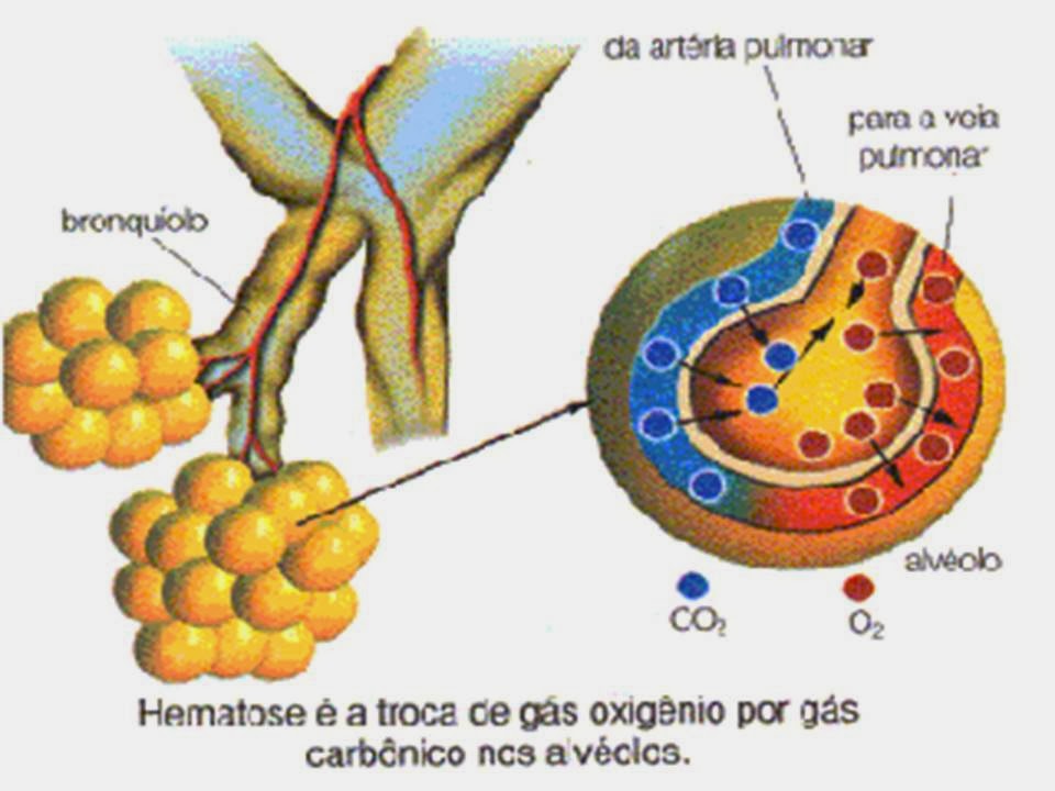 As Trocas Gasosas No Pulmao Humano Em Condicoes Normais Ocorrem