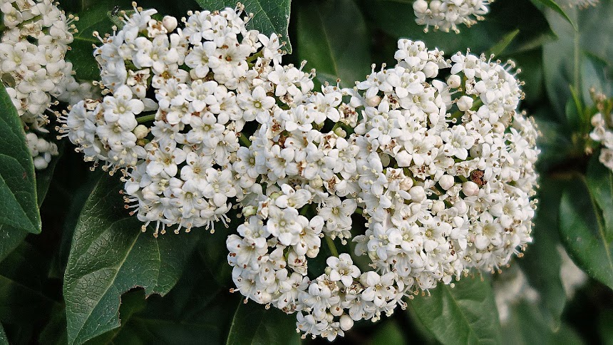 Living the life in Saint-Aignan: Flowers and fears