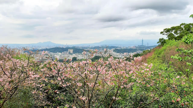 【新北市新店區 / 旅遊 / 步道健走】 騰龍御櫻半日健走 新店秘境 北市近郊 老泉里