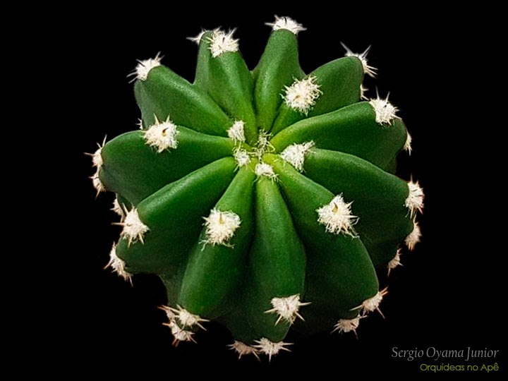 Pot Aimanté et Echinopsis Subdenudata
