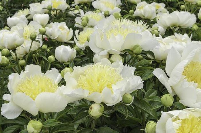 Pengertian Budidaya Adalah Menurut Para Ahli, Macam