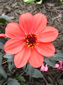 Dahlia Mystic Enchantment by garden muses-not another Toronto gardening blog