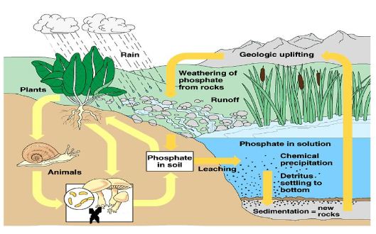 Perhatikan gambar daur fosfat berikut! Apakah peran