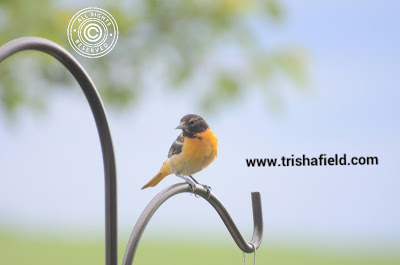 Oriole