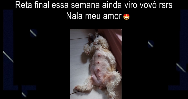 Quantas vezes uma Shih-tzu pode engravidar?