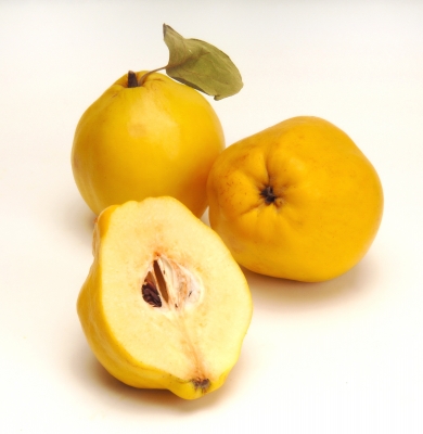 [Image: quince.jpg]