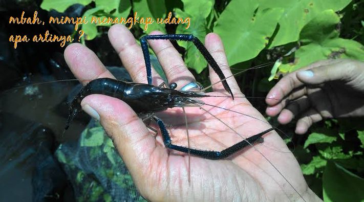 ♥ Mimpi dapat udang kecil banyak togel