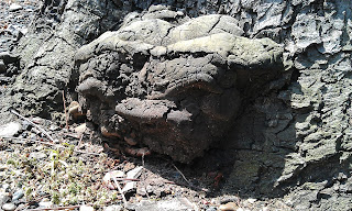 Ganoderma On Horse Chestnut - Aesculus hippocastanum