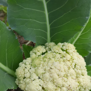 Cauliflower Riceyness