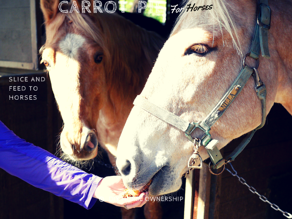 DIY Carrot Pie for Horses DIY Horse Ownership