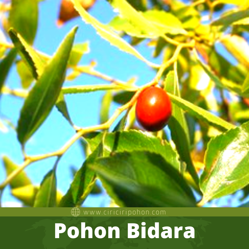 Bibit Pohon Bidara