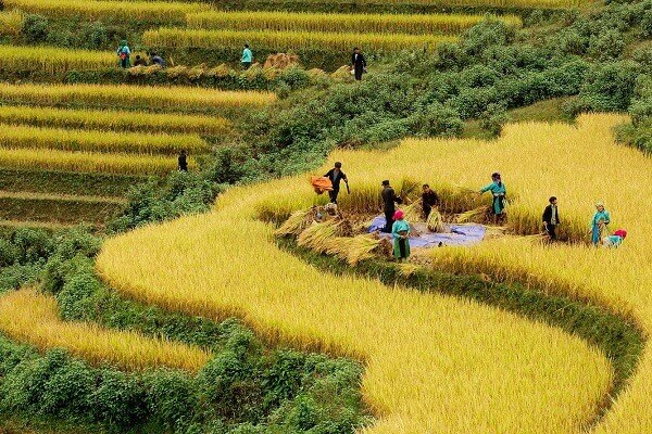 Kinh Nghiệm Du Lịch Mù Căng Chải