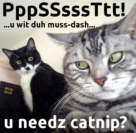 catnip dealer cat meme
