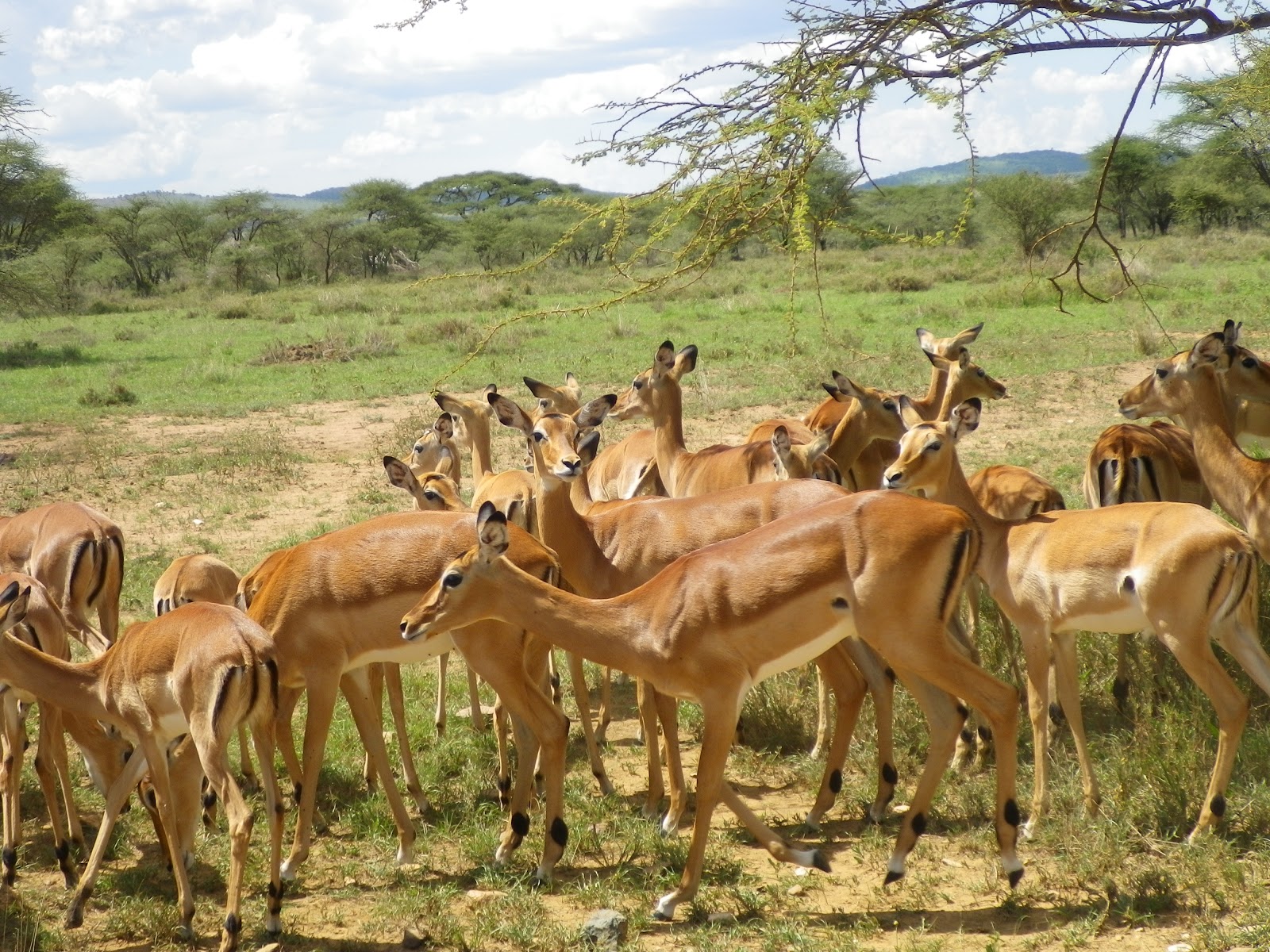 meaning of safari njema in swahili
