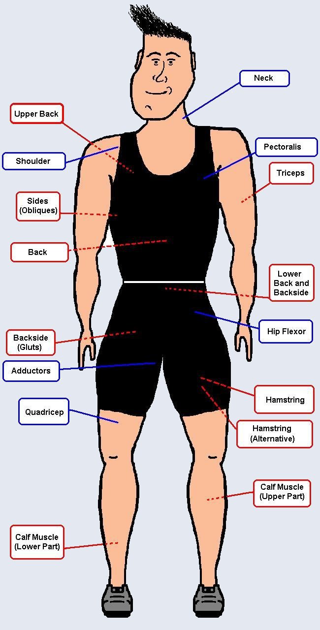Sports and PE: MAIN MUSCLES AND JOINTS OF THE HUMAN BODY. 1º ESO