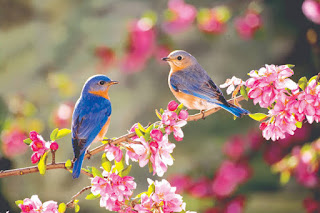 Birds in spring season 