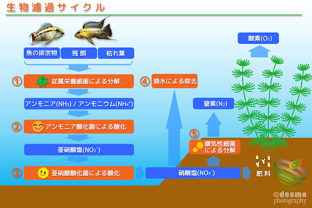 生物濾過サイクル