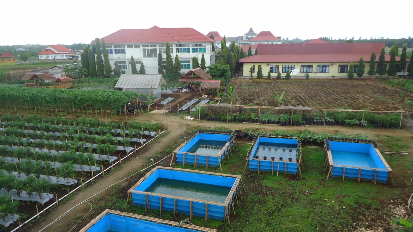 Materi Penyuluhan Pertanian - Kelapkeliplampune