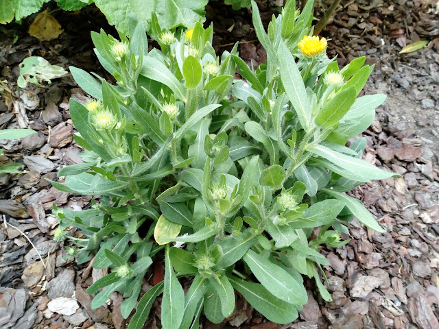 Gallardia (Gaillardia aristata "Yellow").