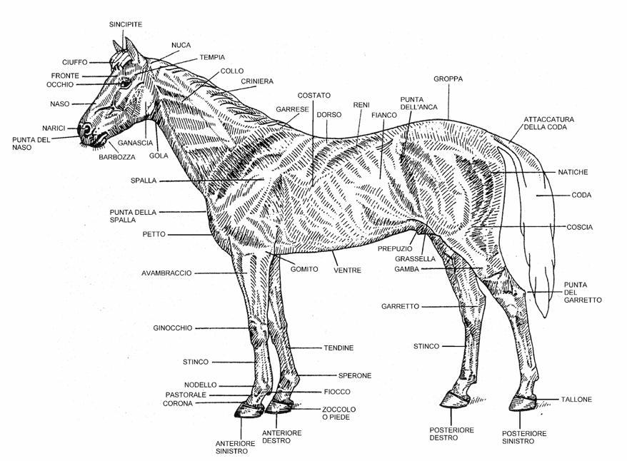 Il mio blog Parti del corpo del cavallo Il mio blog Parti del corpo del cavallo