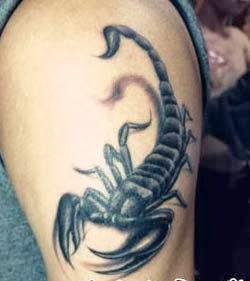 fotos de escorpiao para tatuagem