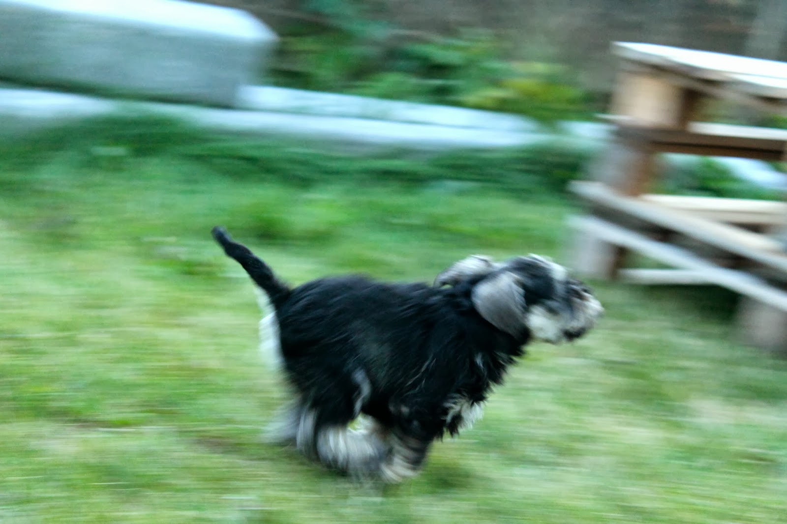Vi som älskar dvärgschnauzer Peppar dvärgschnauzertik till salu