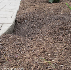 dust chicken chickens bath mulch beds baby quail spa ultimate bathing location favorite chick treatment