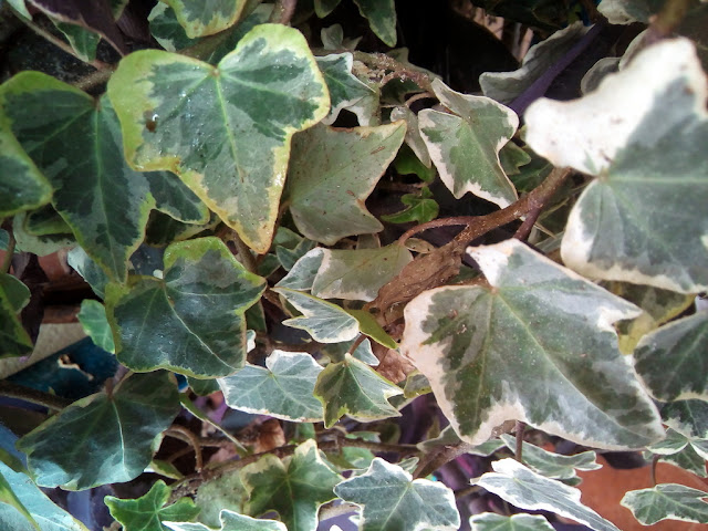 Hiedra variegada (Hedera helix "variegata").