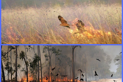 علماء يؤكدون أن طائر " الحدأة " هو من ساهم في نشر حرائق غابات استراليا