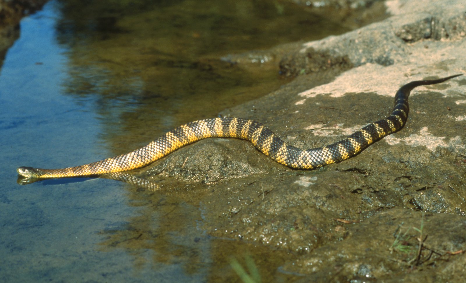 Becky Kénaan's Blog MISS SL ♛ 2020 5TH RUNWAY CHALLENGE ANIMAL