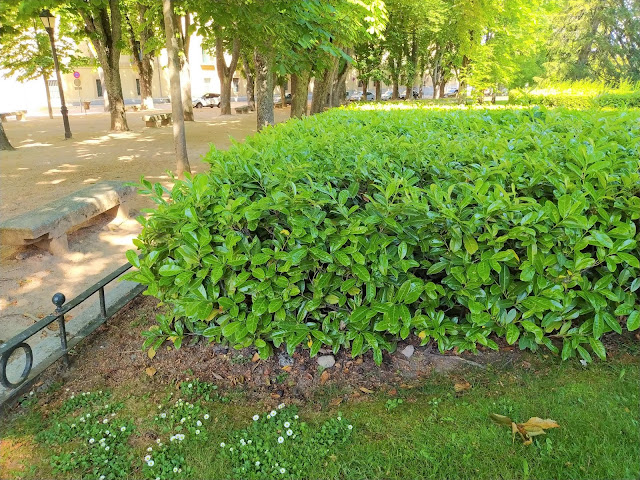 Lauroceraso o laurel cerezo (Prunus laurocerasus L.).