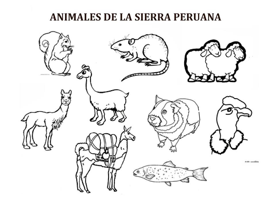 colorear tus dibujos: Perú, sierra, animales, dibujos para niños