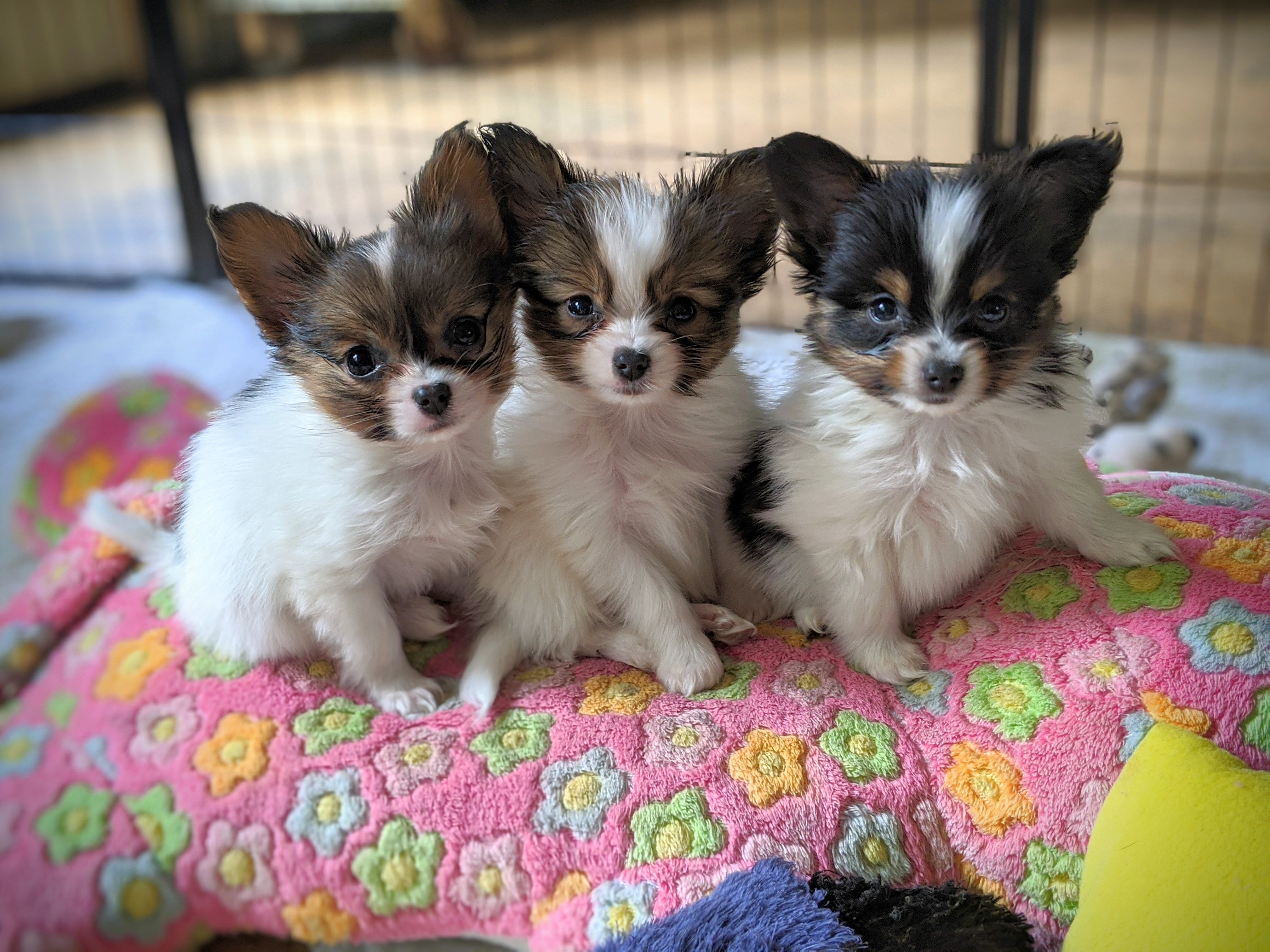 guinea pig vitamin c supplement