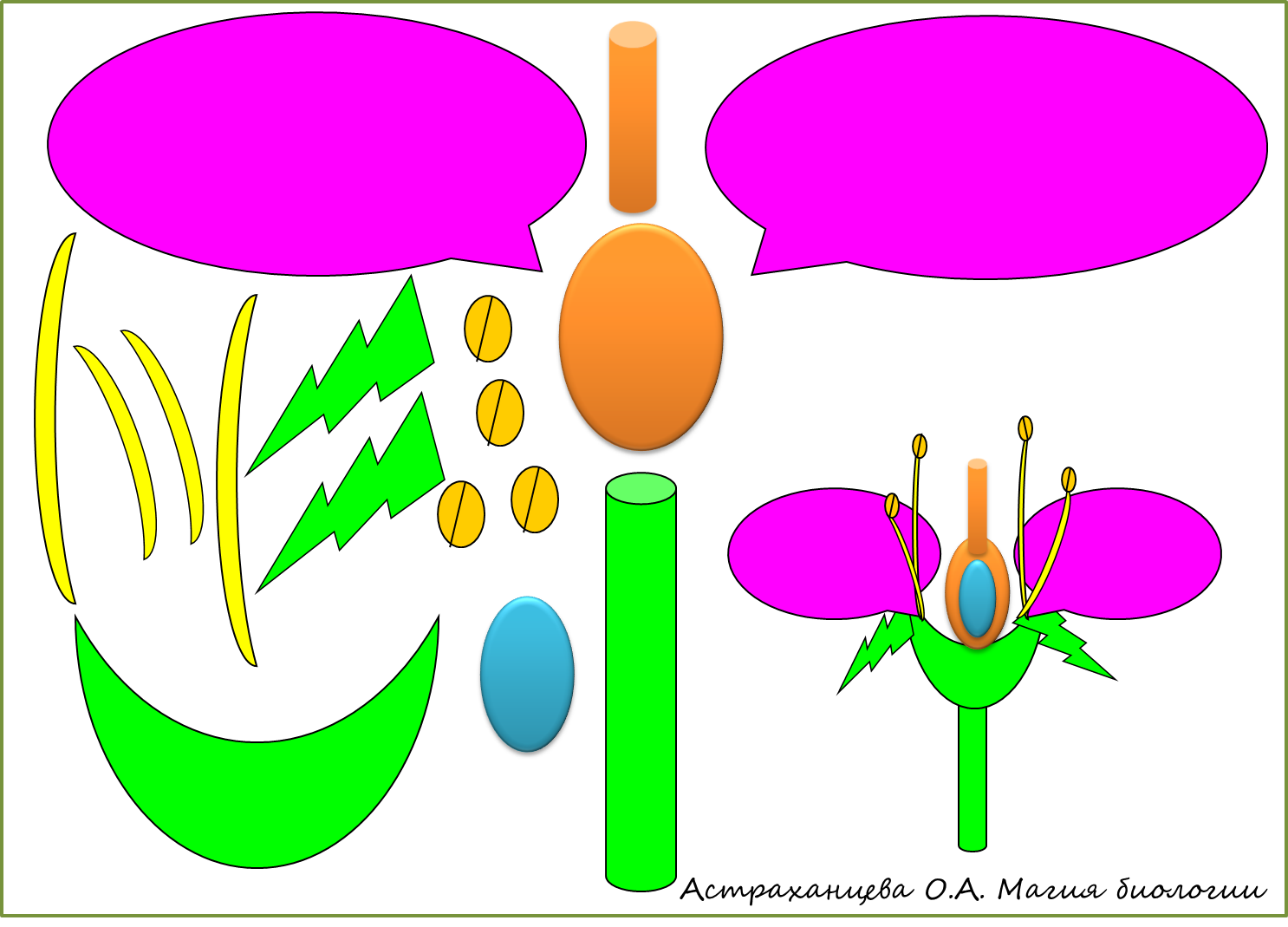 строение цветка. аппликация строение цветка. части цветка биология схема. строение цветка биология. аппликация строение цветка.