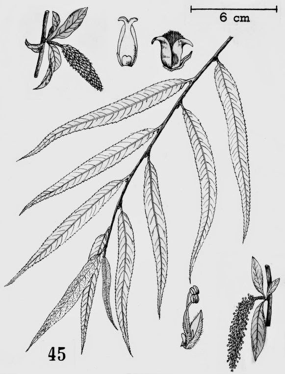 Flora de Puerto Rico Ilustrada Papo Vives SALICACEAE SALIX BABYLONICA