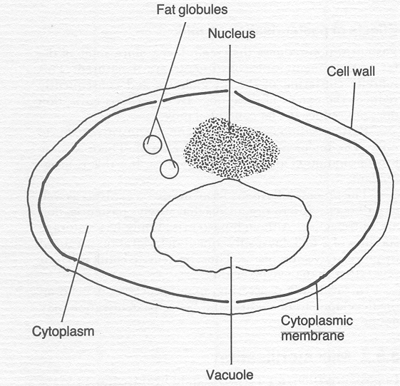 UKGCSEBiology June 2015