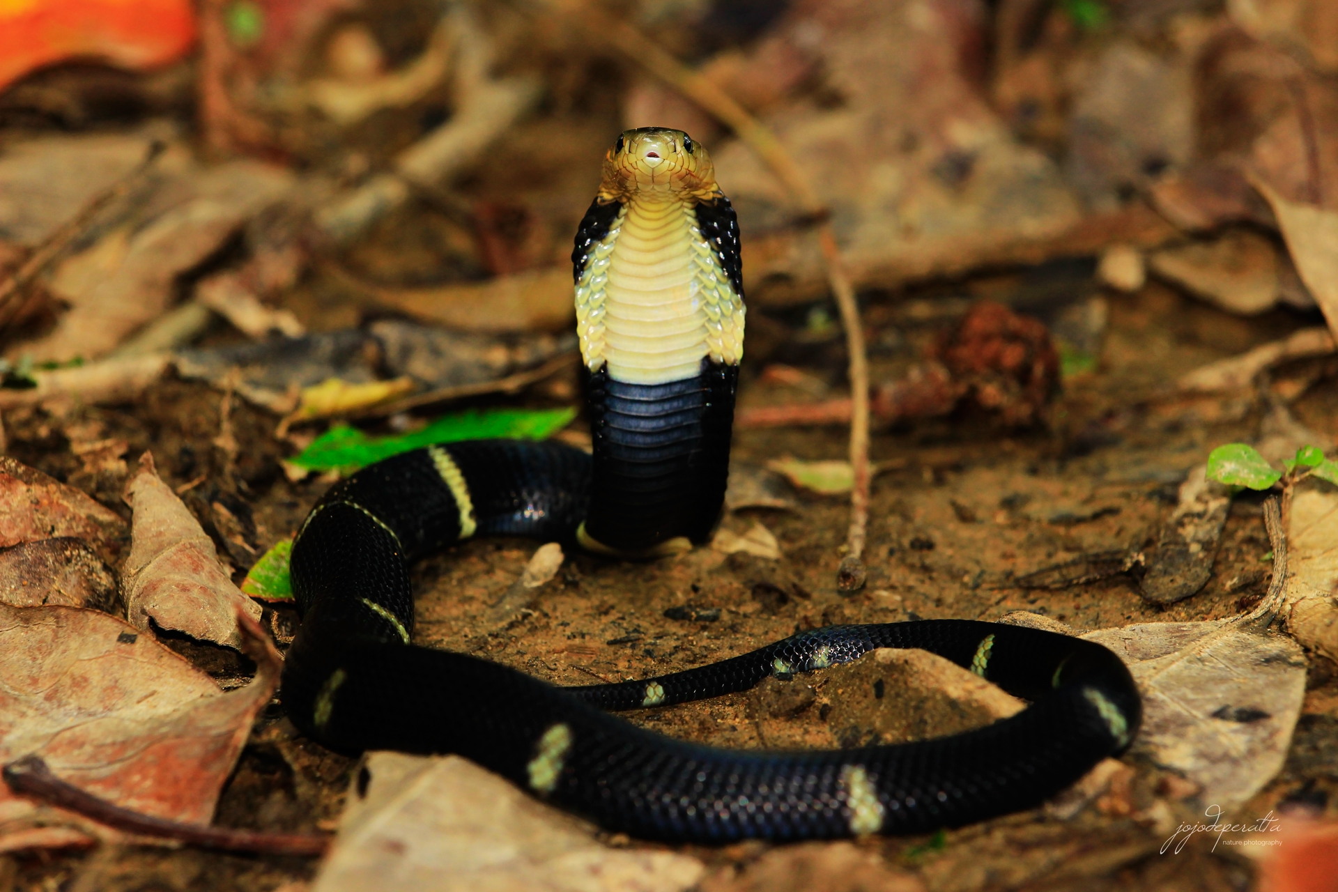 Cobra on the Hunt!  Snake City 