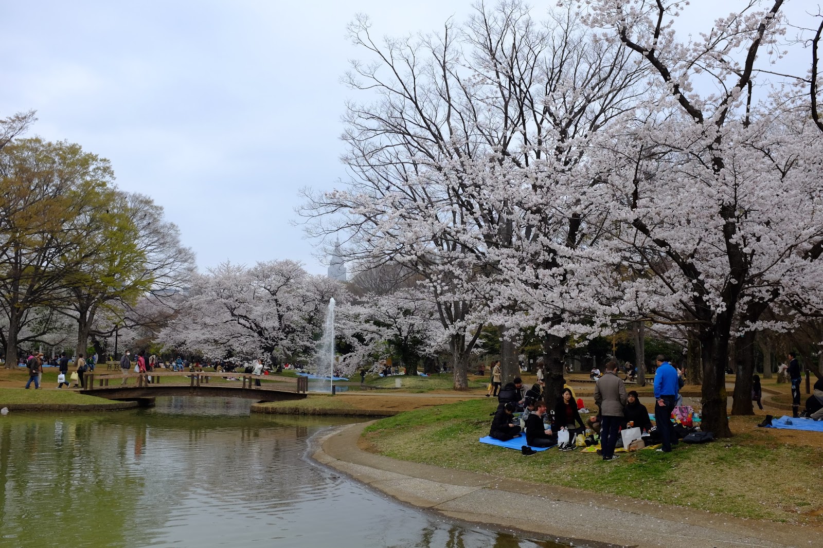 Sakura Hanami at Yoyogi Park - 代々木公園花見 |my haru
