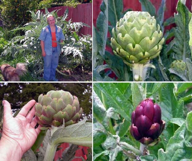 organic artichoke seedlings organic artichoke seedlings