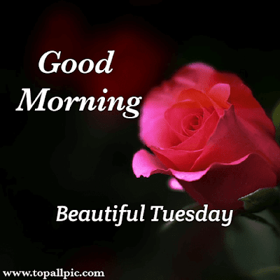 good morning tuesday images good morning tuesday images