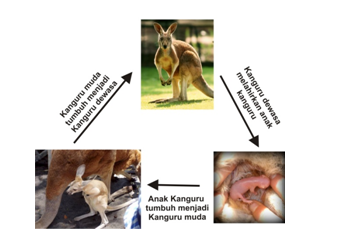 Metamorfosis Sempurna Dan Tak Sempurna