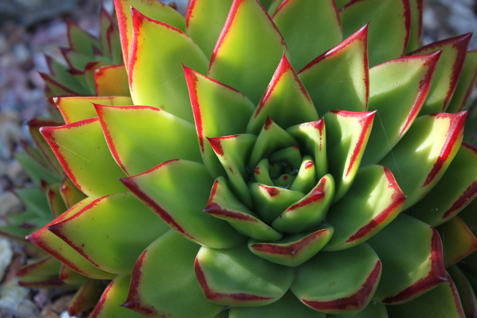 Echeveria agavoides Lipstick echeveria care and culture Travaldo's blog